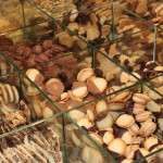 Assortiment Koekjes 2